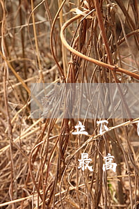 立下數(shù)份遺囑哪個(gè)效力最高？（最全版本）